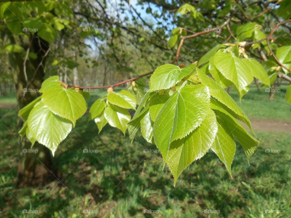 Leaf, Flora, Nature, Growth, Tree