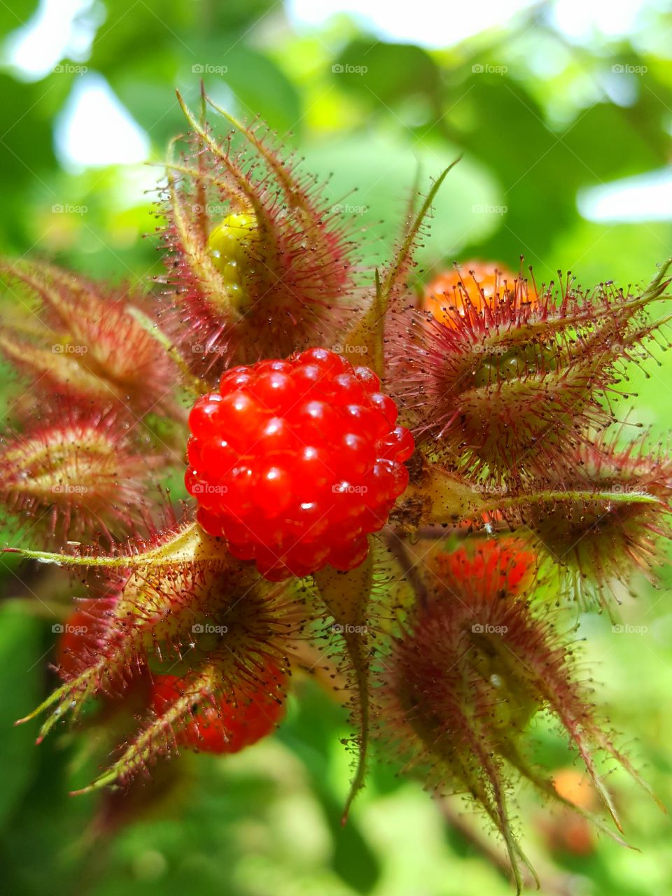 red raspberry