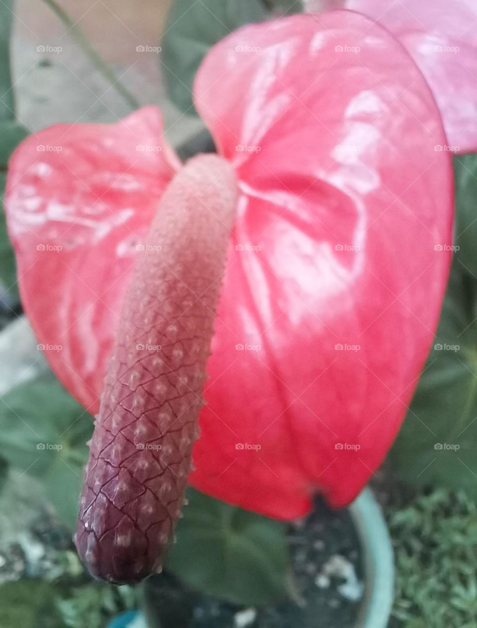 Anthurium flower Close up