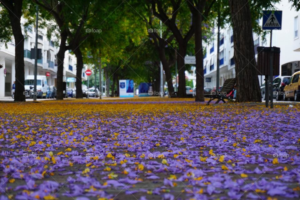 Park#trees#leaves#colors