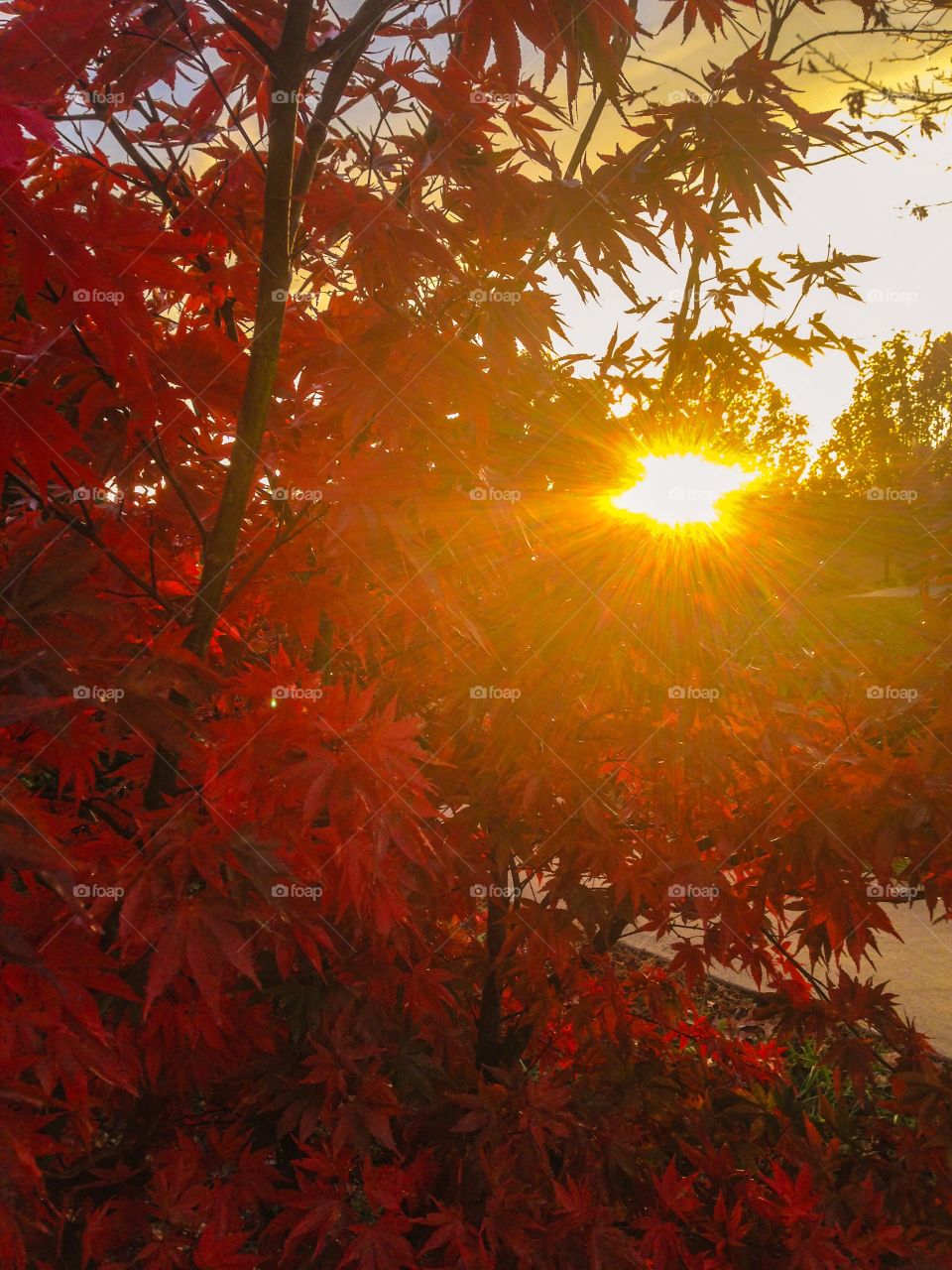 Sunset through the trees