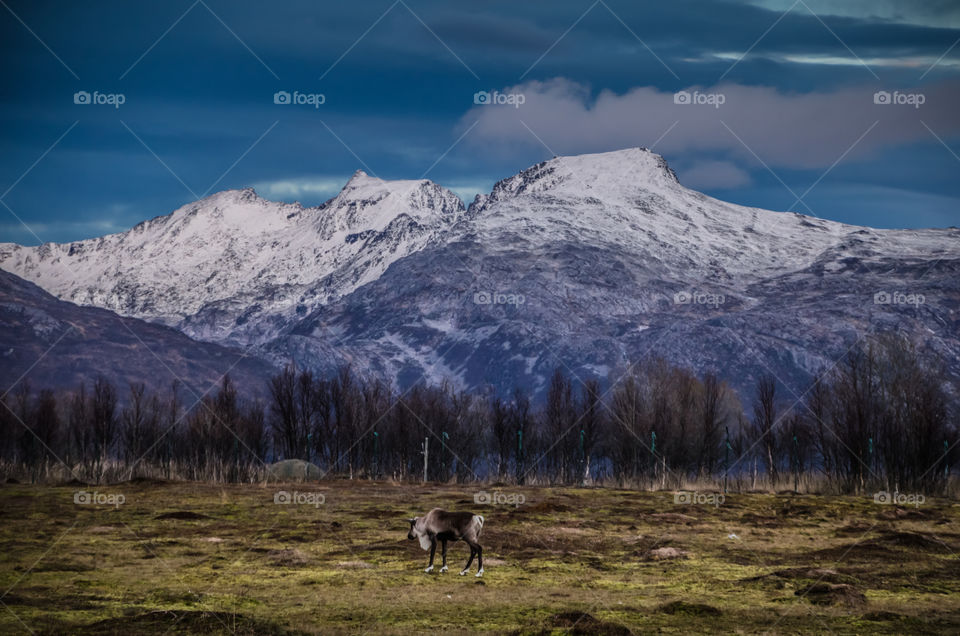 Reindeer park