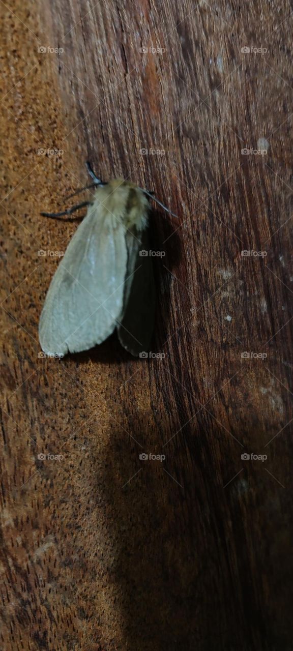 witch animal in the tree