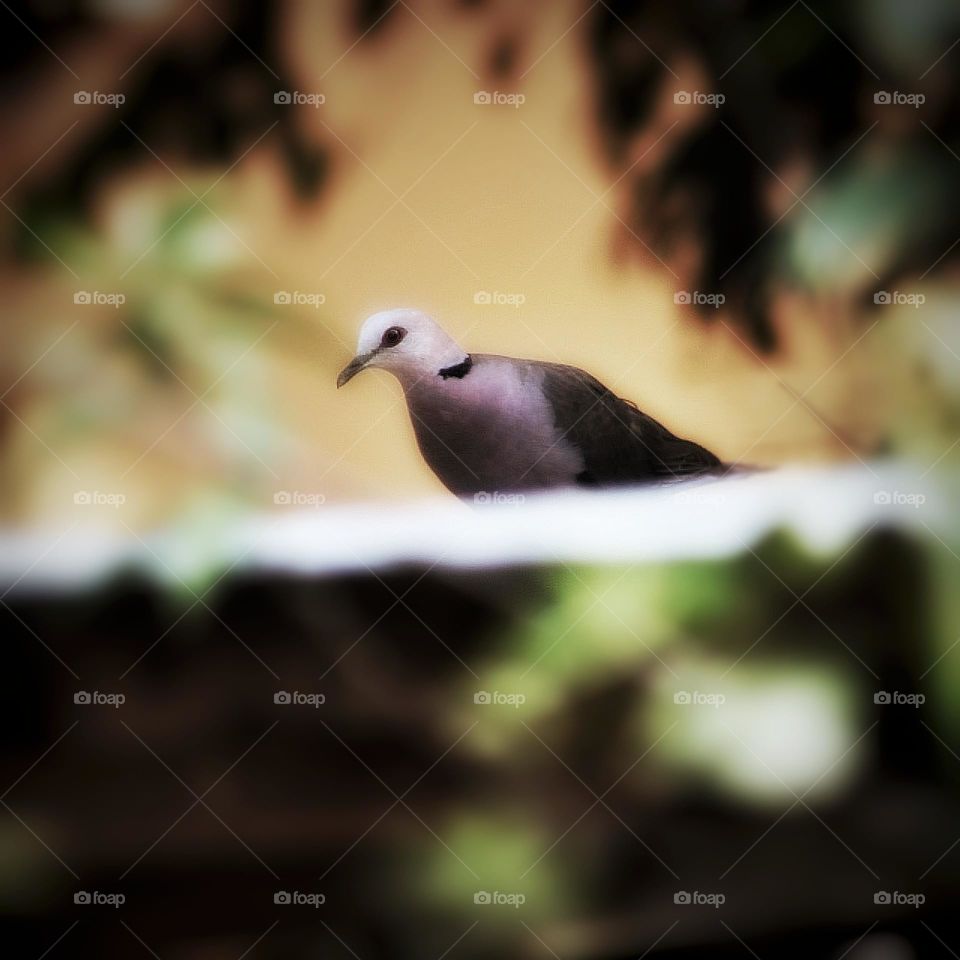 This bird makes such wonderful sounds