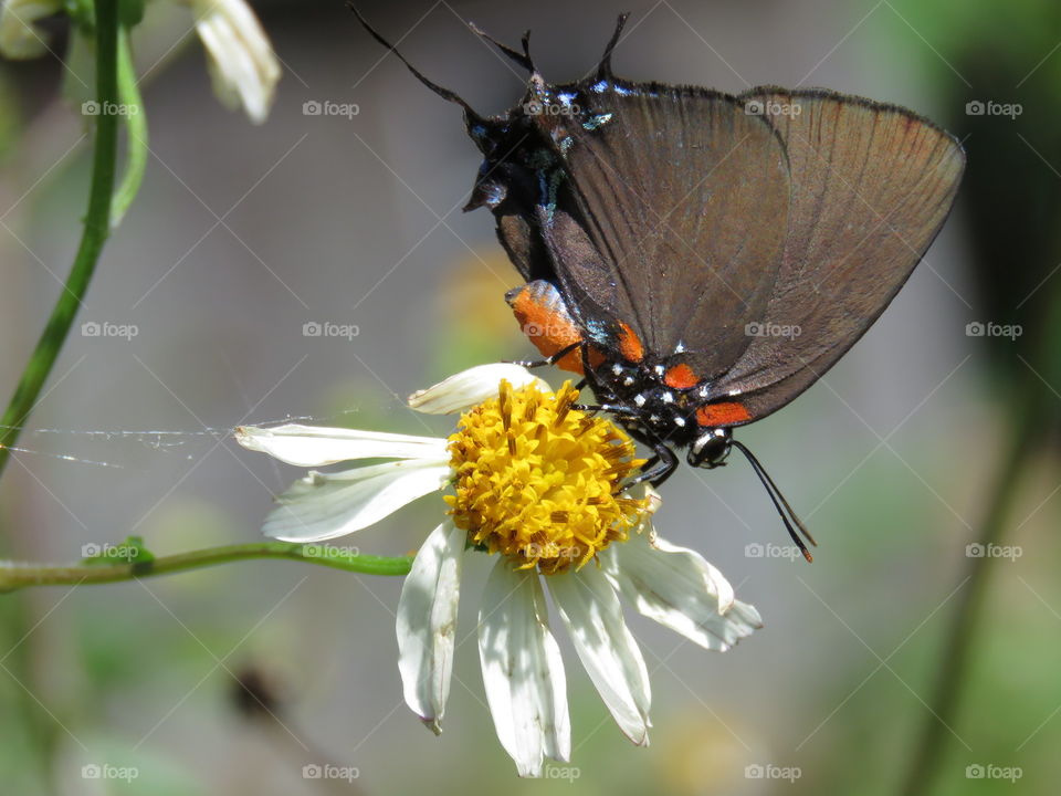 great purple hairstreak