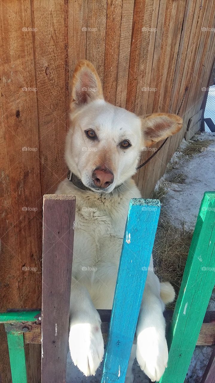 собака смотрит грустными глазами, стоит на задних лапах у забора