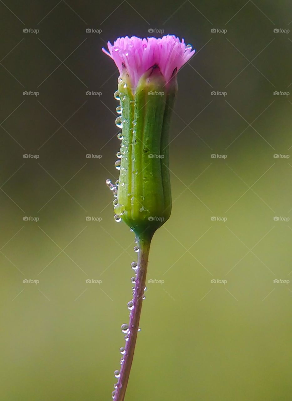 Dew and grass flowers.