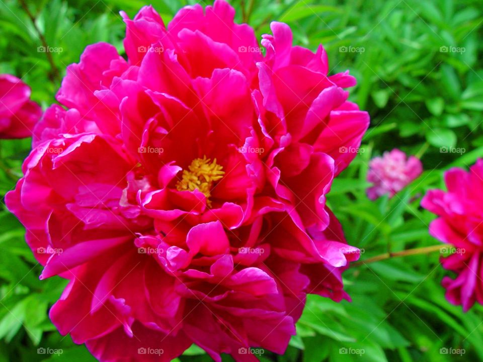 peony