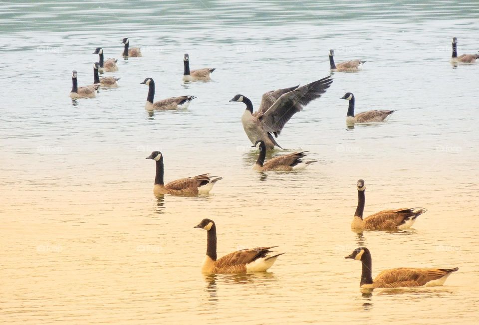 geese on a lake - one about to take flight!