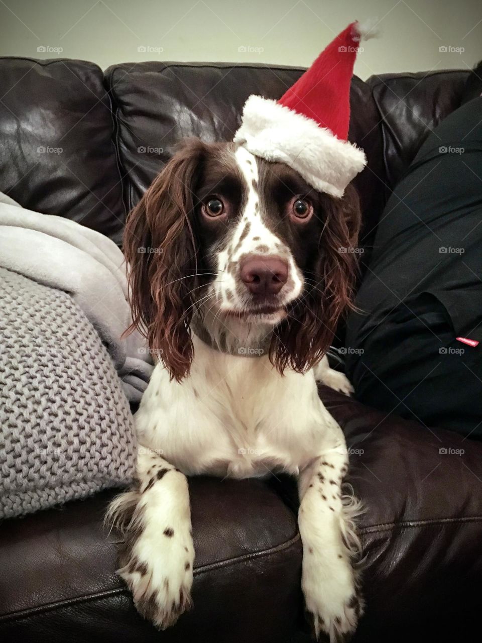 Spaniel in a Santa hat