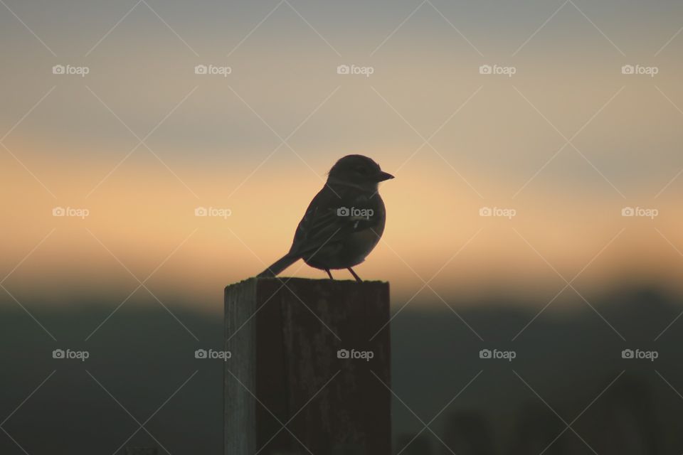 Waiting for the sunset ;)