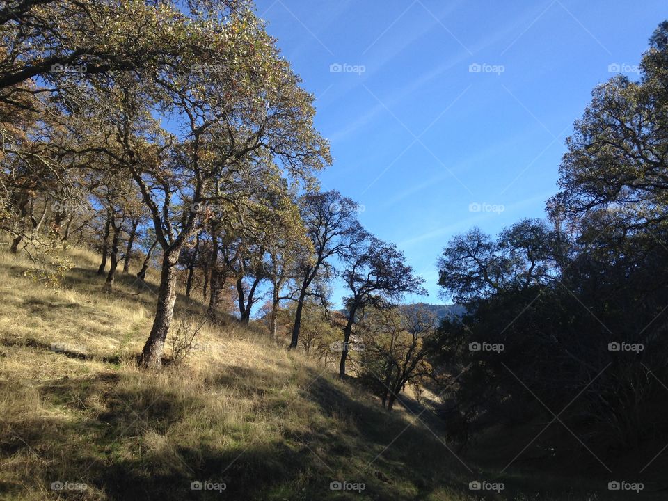 Afternoon light at the base of mount diablo 