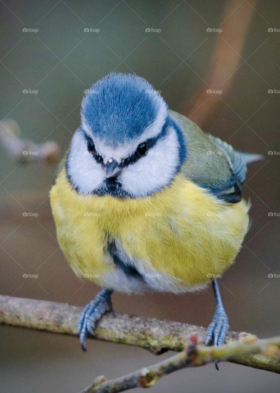 Blue tit