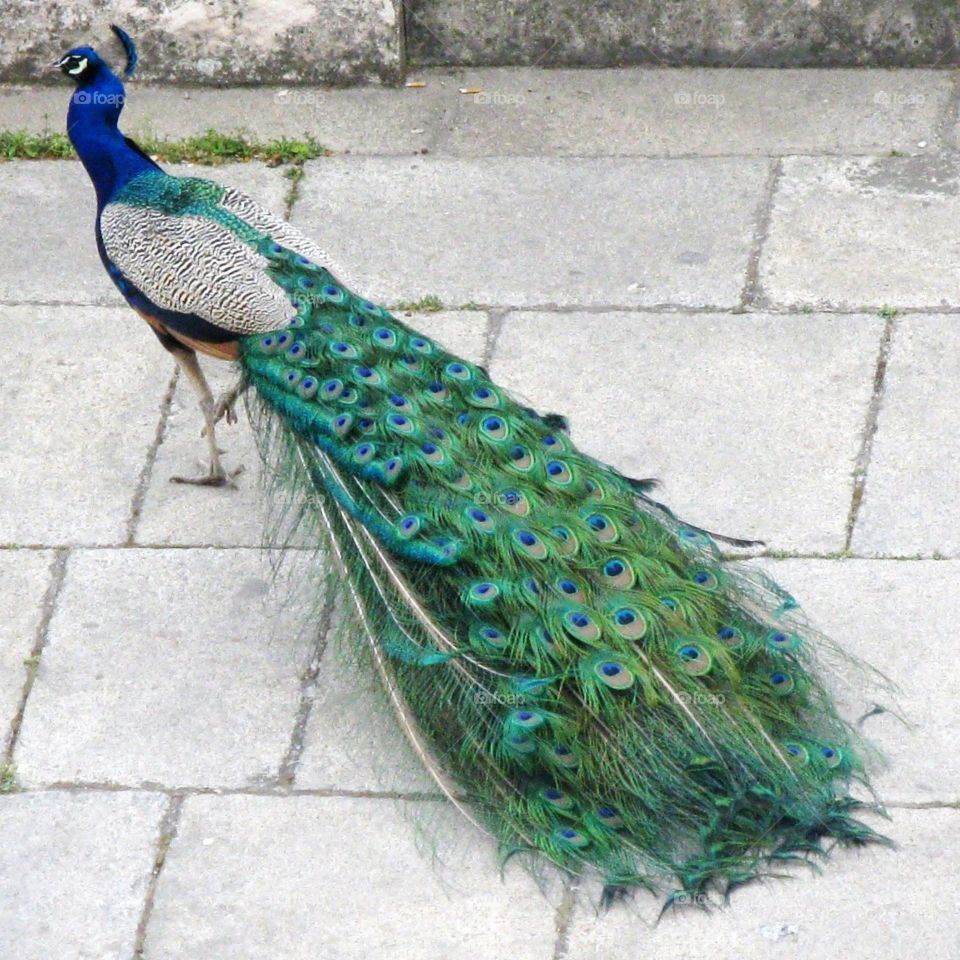 Peacock in Spain