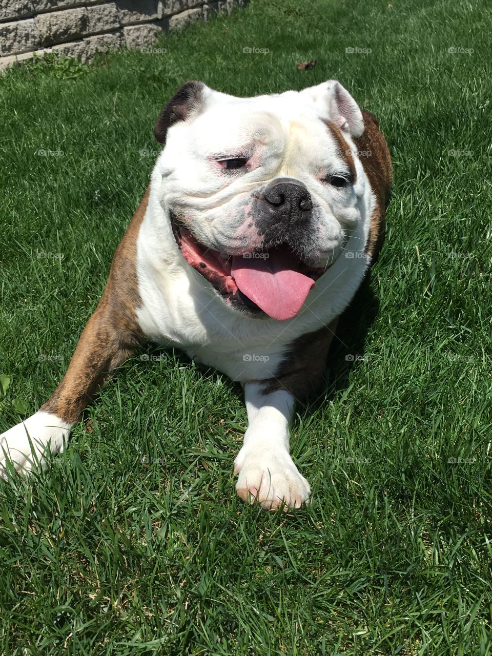 Happy outdoor bulldog 