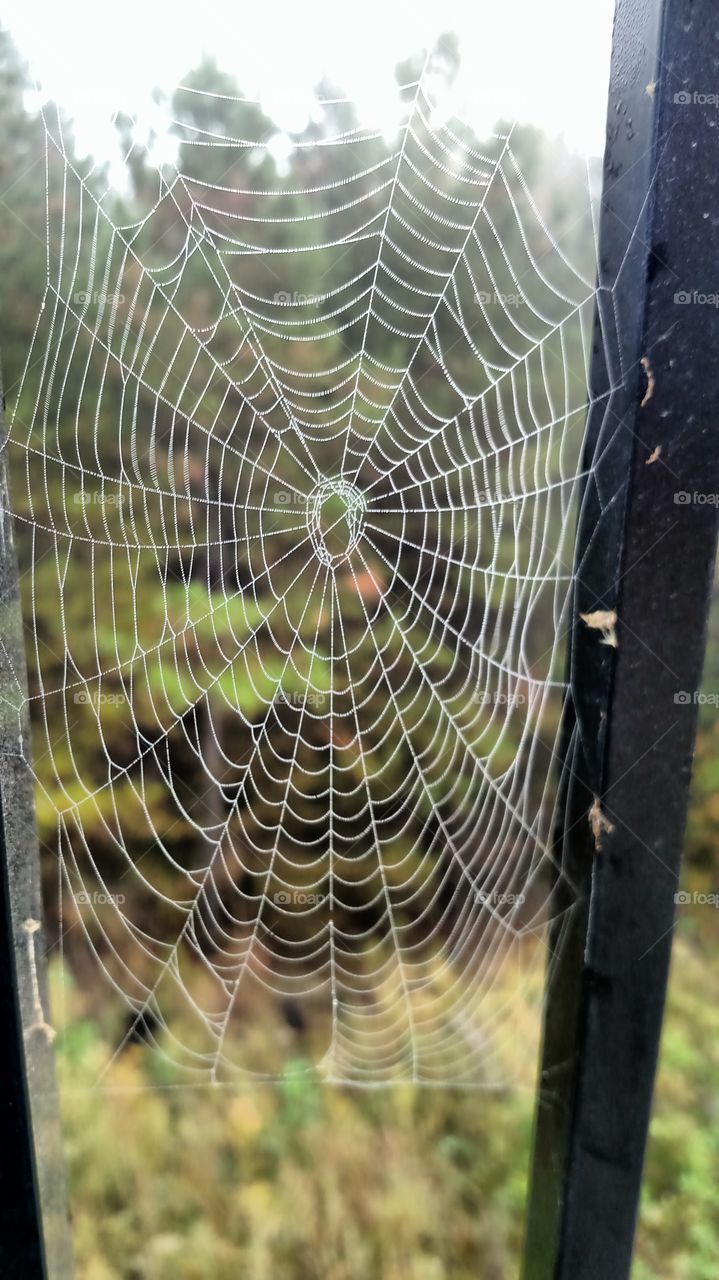 spider web