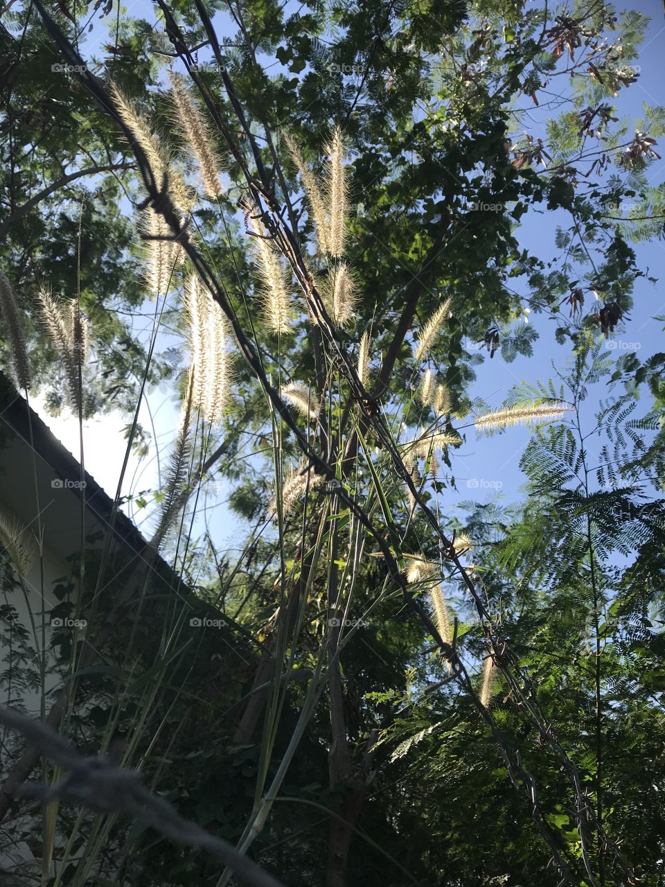 Pennisetum pedicellatum in sun light