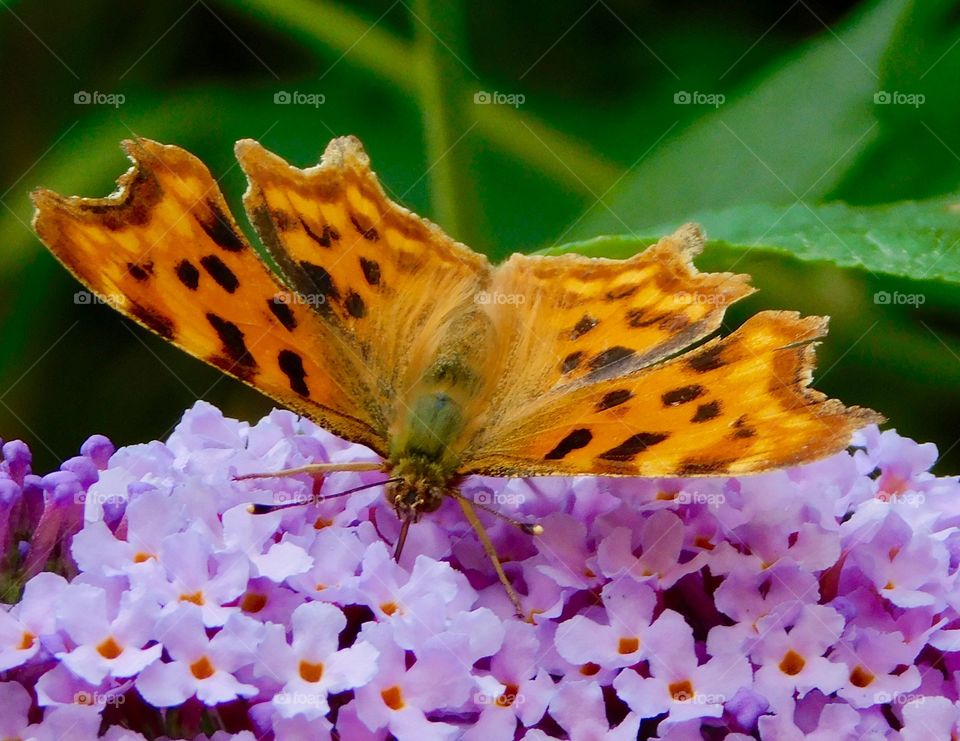 Stunning, delicate butterfly having a refreshing drink