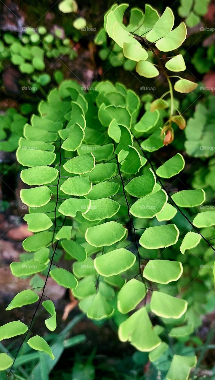 Adiantum trapeziforme, the giant maidenhair or diamond maidenhair, is a species of fern in the genus Adiantum,native to the tropical rainforests
