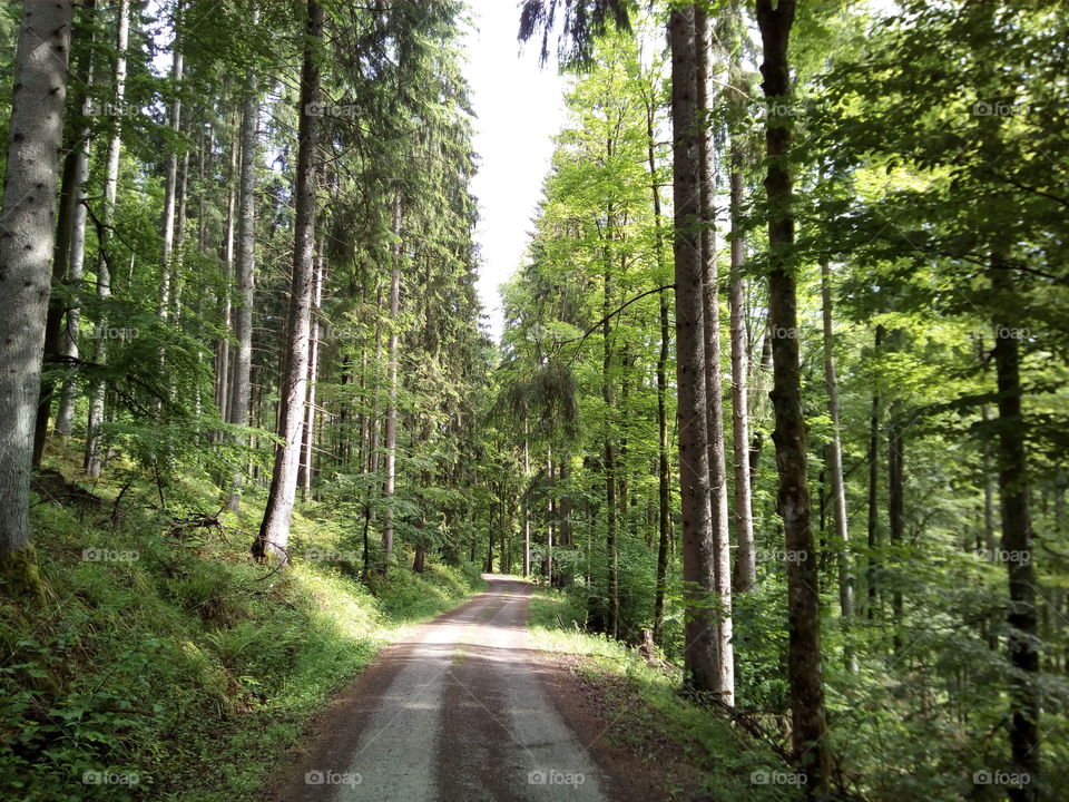 Schwarzwald