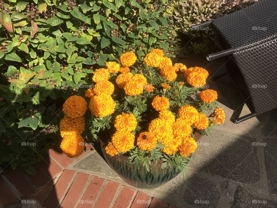 Marigolds on patio