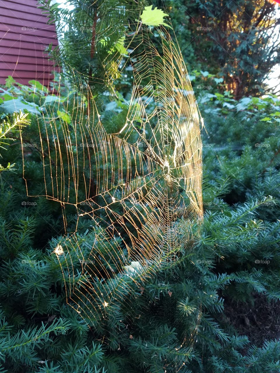 Web on the tree
