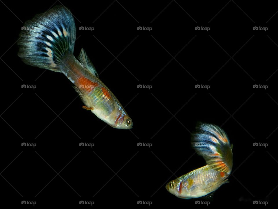 Guppy Fish
Dark Macro