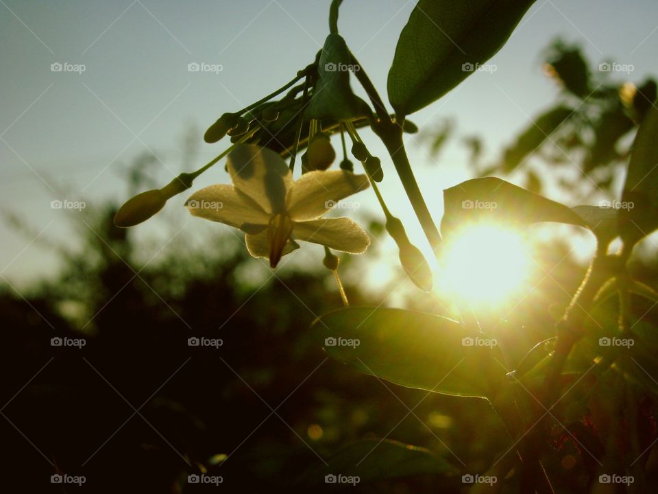 Sunlight on spring flowers