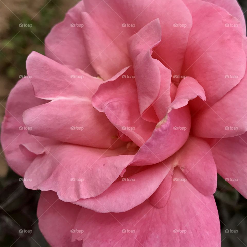 Close-Up Pink Rose