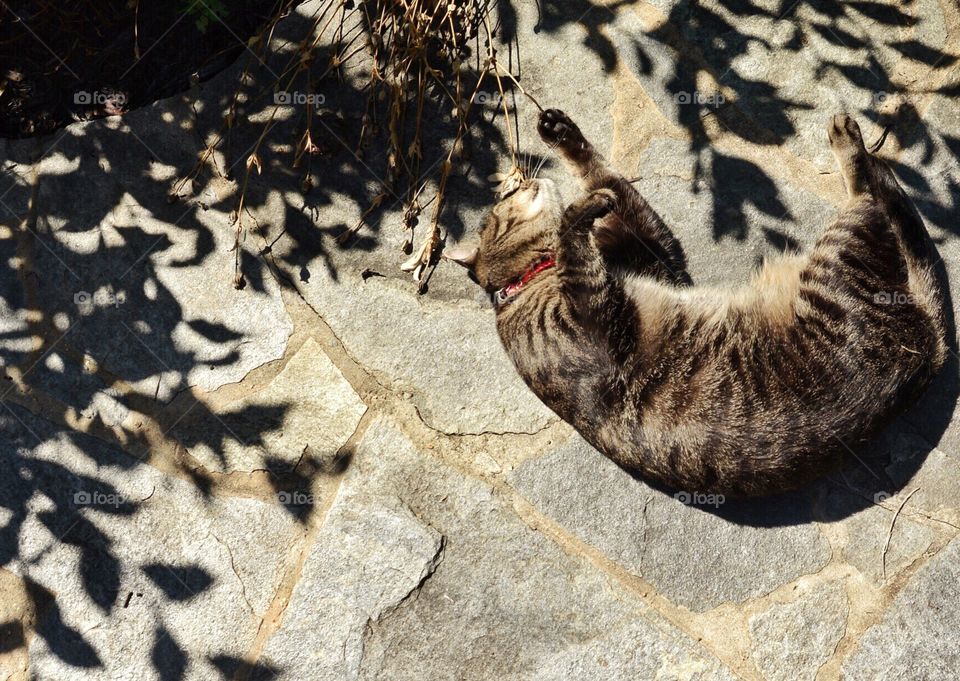 Cat in the sun