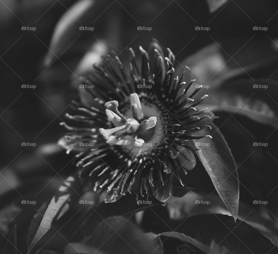 Passion flower - BW style