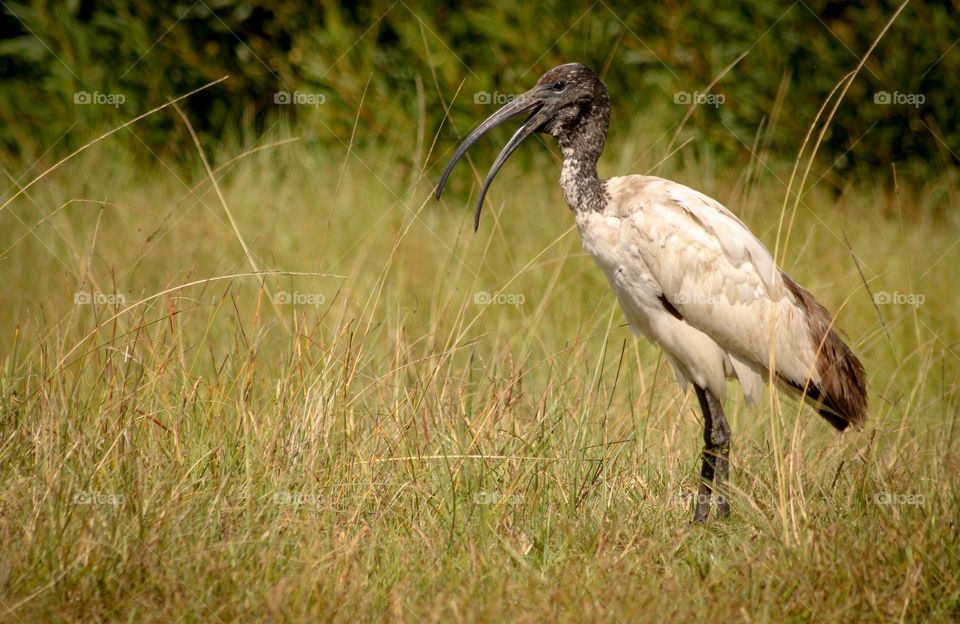 Sacred ibis bird