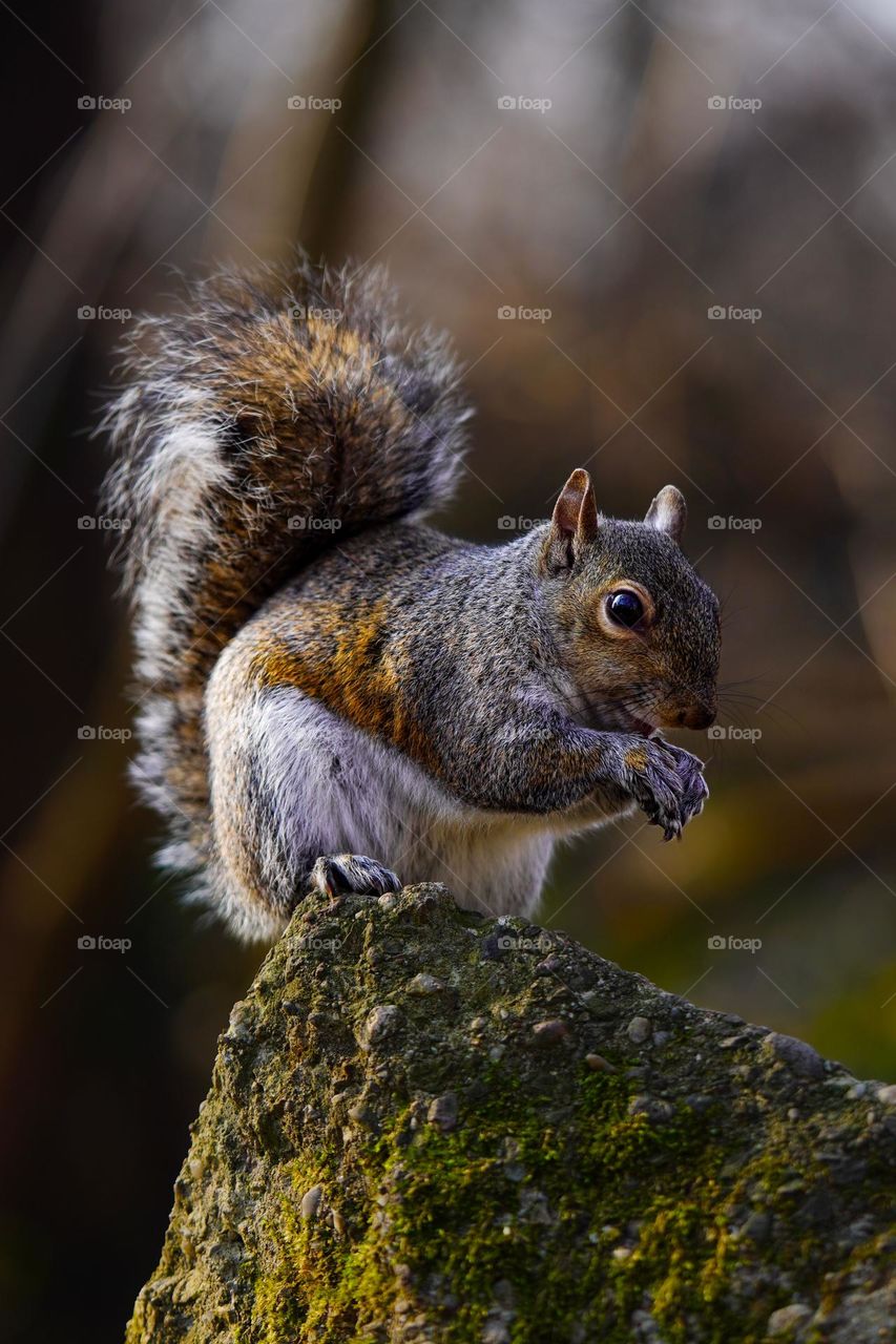 little cute squirrel 