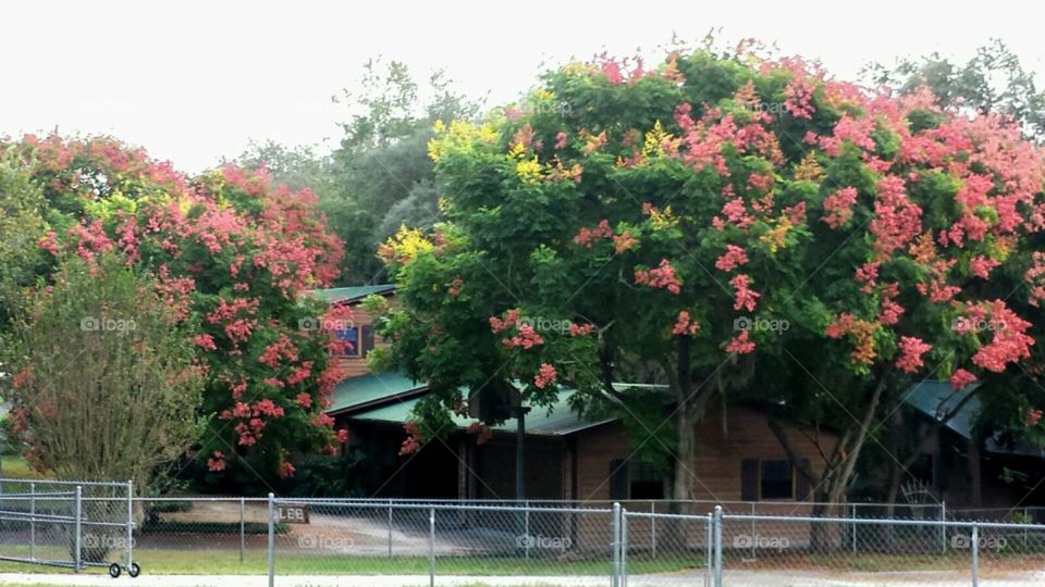 around town. fall tree