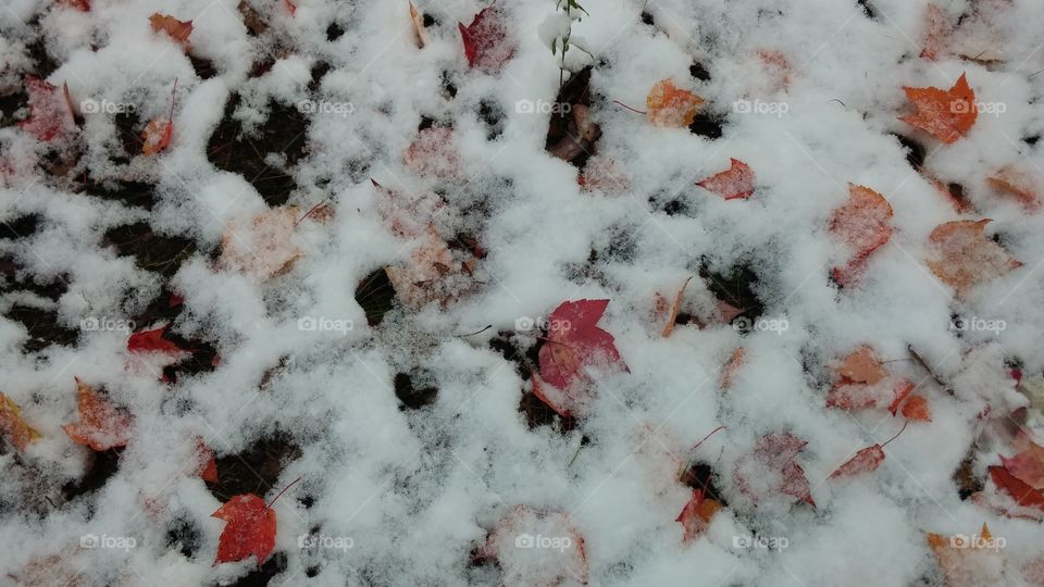 Leaves in the snow. Leaves on the early october snow