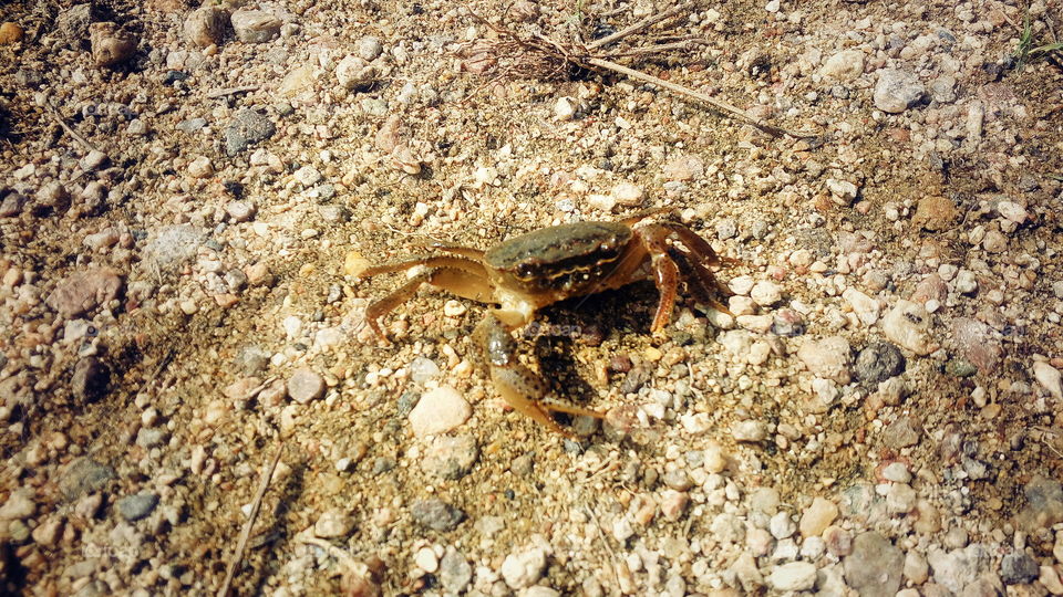 the most beautiful small brown crab in river