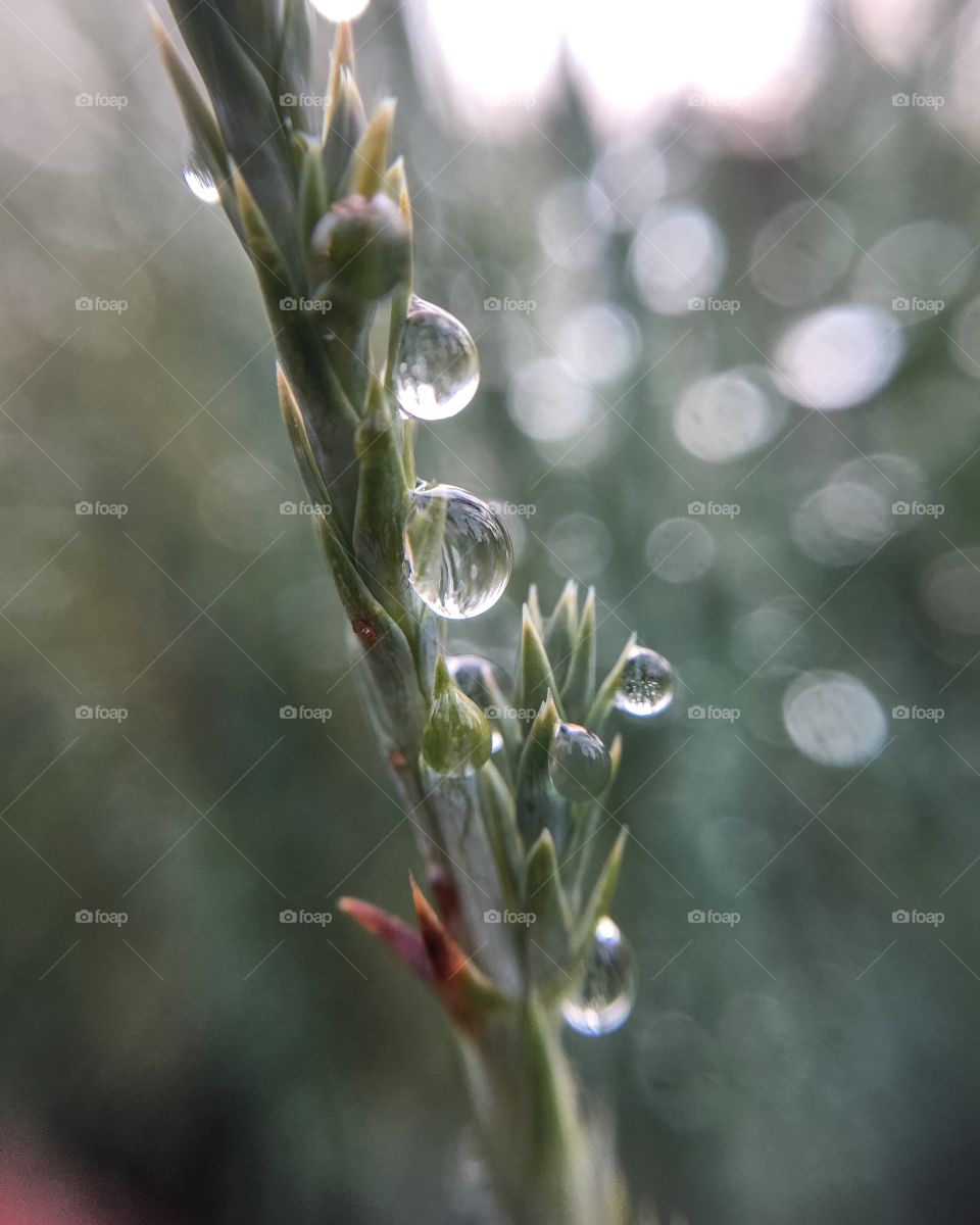 Dew, Rain, Drop, Nature, Flora