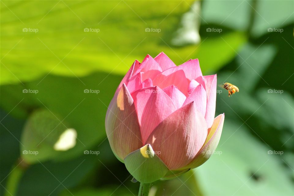 signs of Summer, lotus flower flying bee