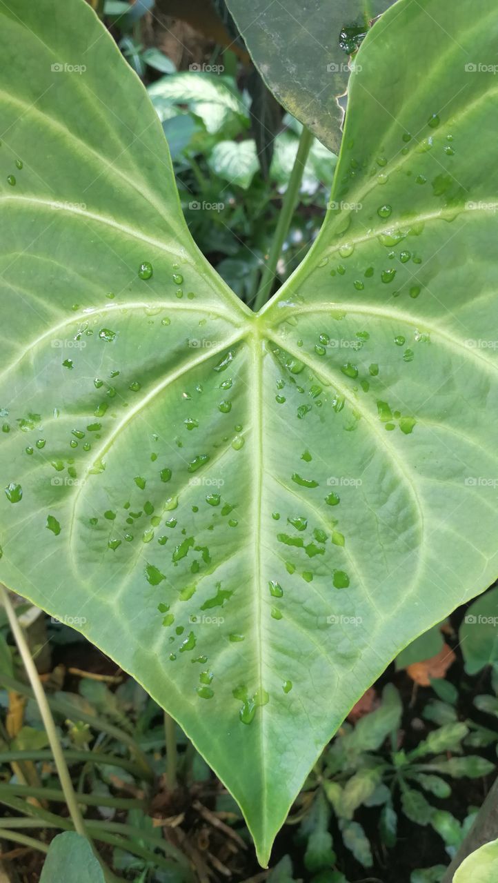 Green heart shaped leaf