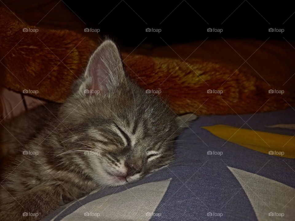 A sleeping cute cat