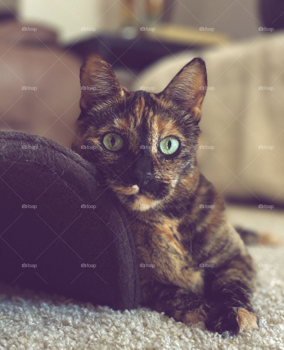 Beautiful tortoiseshell cat lying on carpet leaning against a cat scratcher