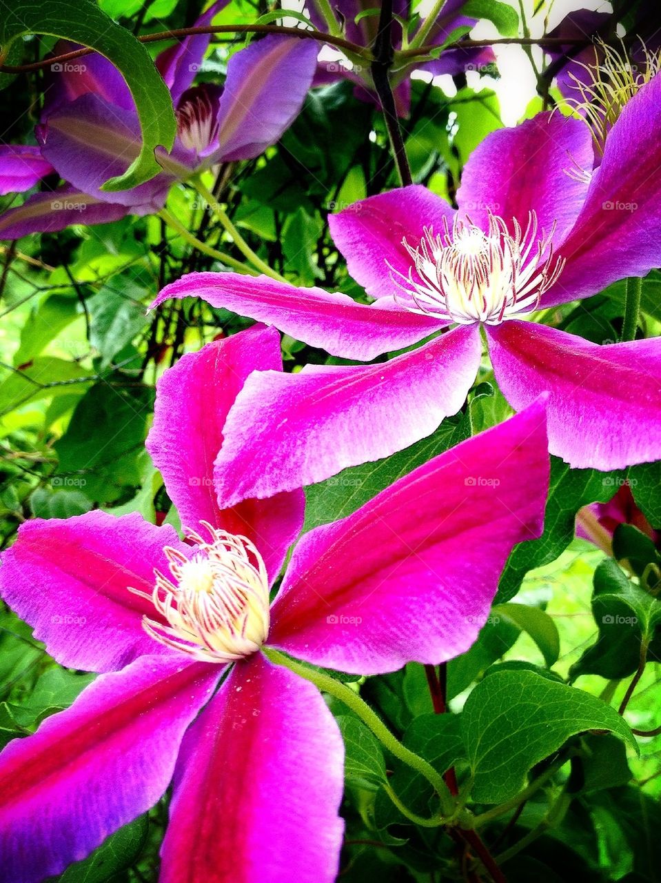 Clematis