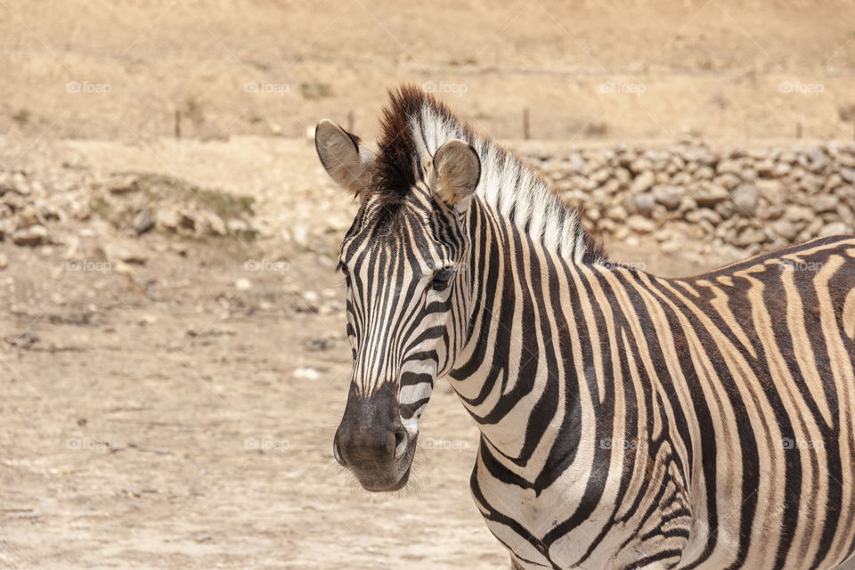 Zebra