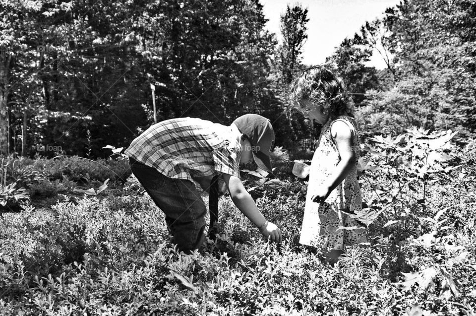 Cousins picking blueberries