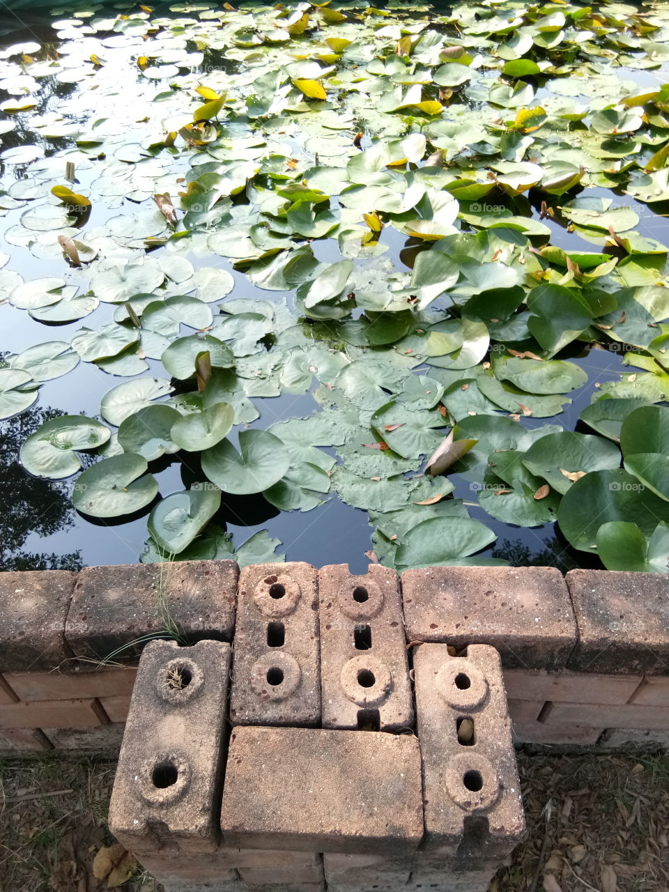 pool
lotus
anticque