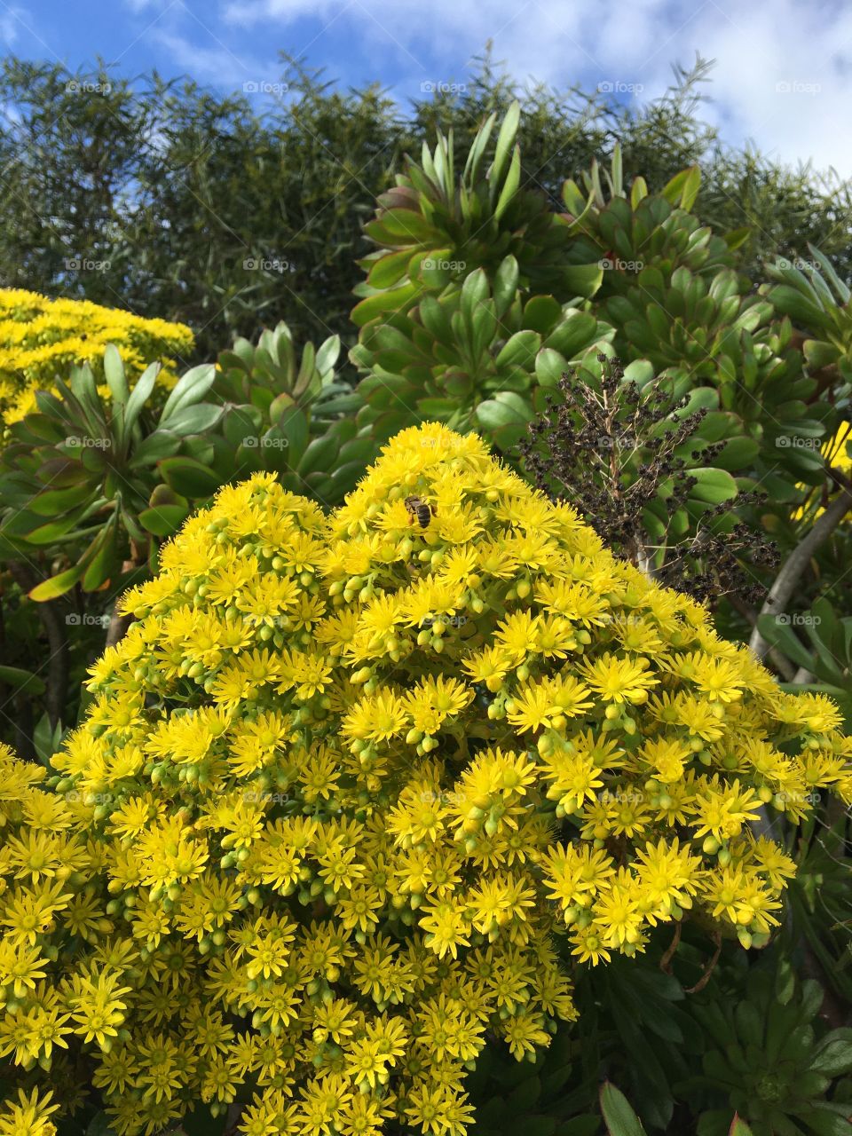 Yellow flowers from succulent plant
