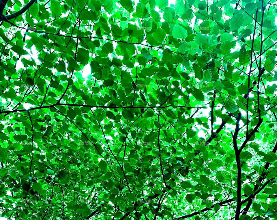 Impressionist leaves 2