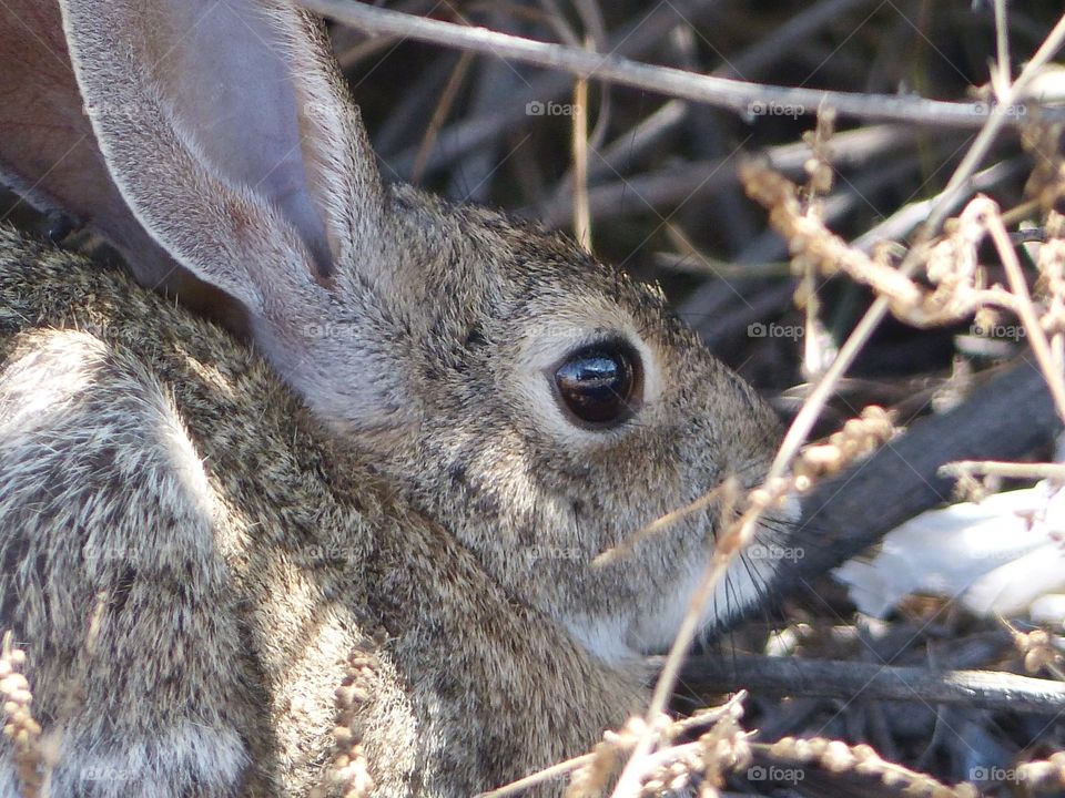 Bunny from back angle