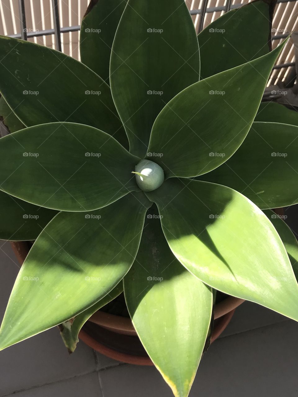Agave 