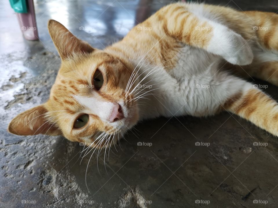 Close-up of face of cat.